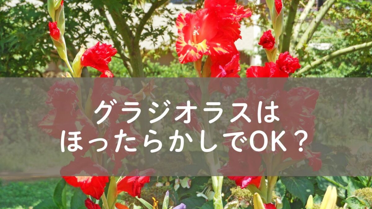 グラジオラス　ほったらかし栽培
