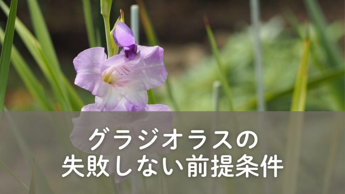 グラジオラス　紫色