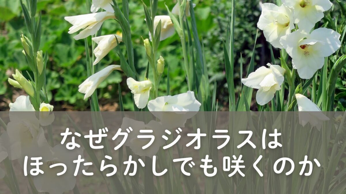 白いグラジオラス