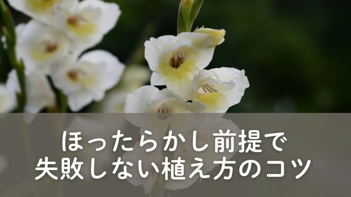 グラジオラス　植え方のコツ