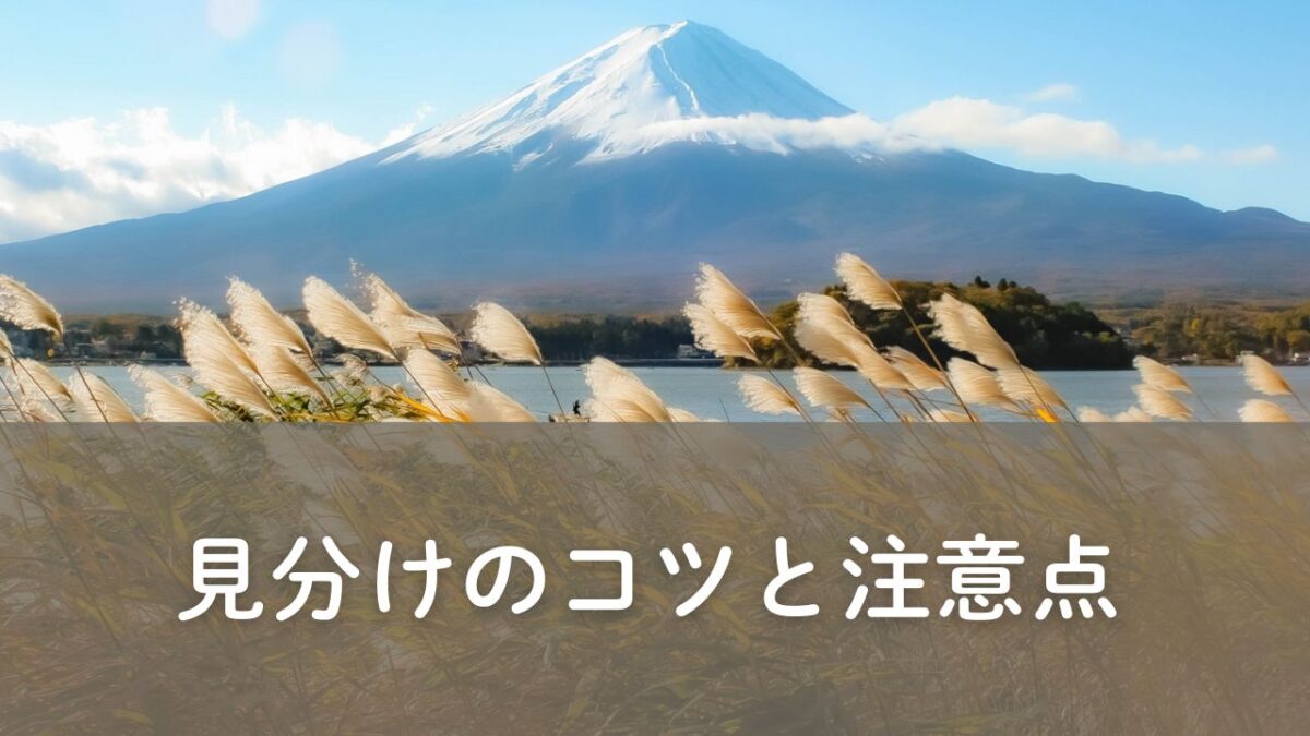 見分け方のコツ