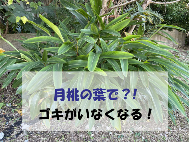 月桃の葉がゴキブリ対策になる